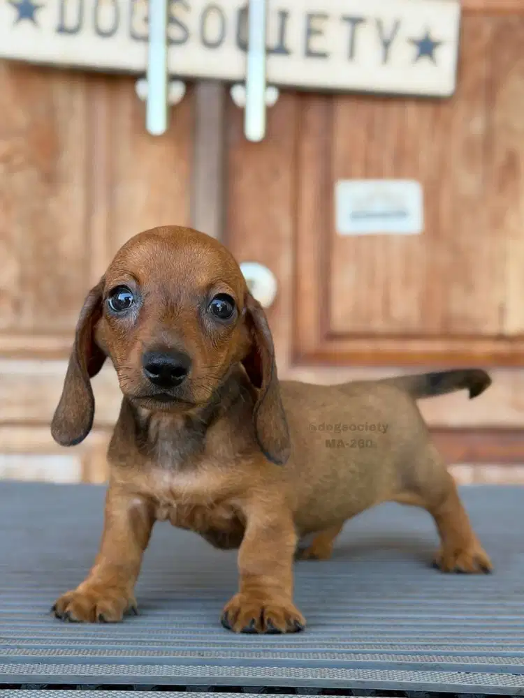 Dachshund Smoothcoat Kaki Pendek Super Gemas