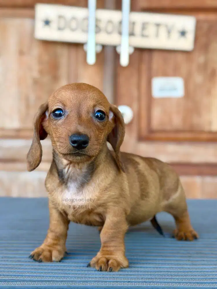 Dachshund Smoothcoat Puppy Sehat Terawat