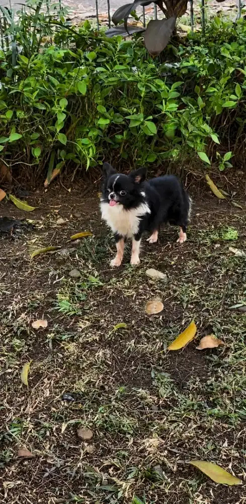 Chihuahua jantan premium quality