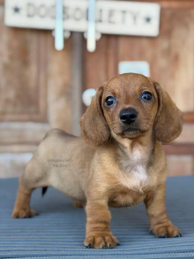 Puppy Dachshund Smoothcoat Cocok untuk Keluarga