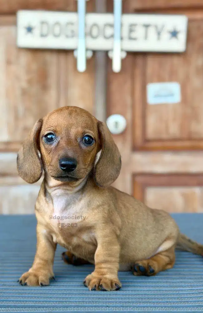 Dachshund Smoothcoat Mini Lucu dan Aktif