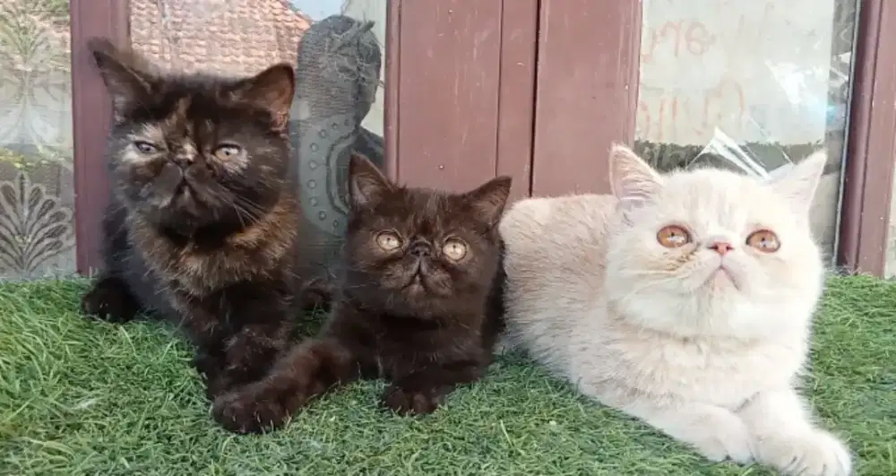 Kucing peaknose Exo (exotic short hair) 3 bulan