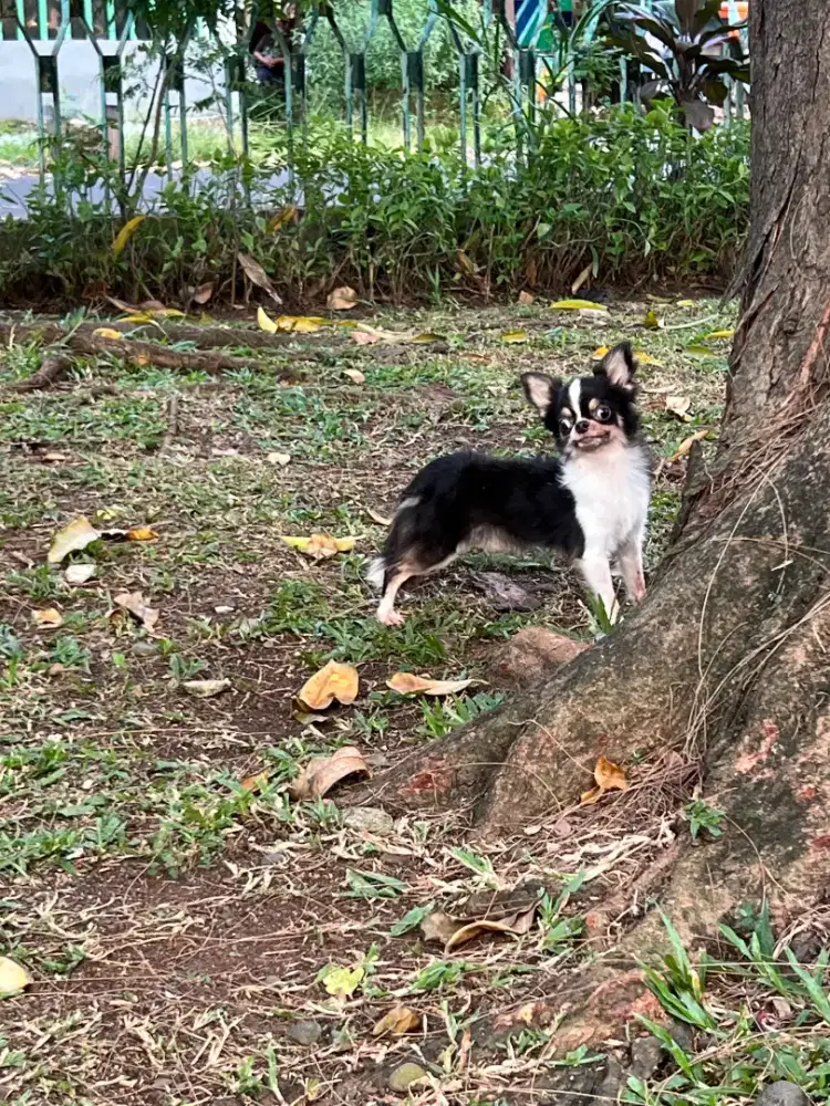 Chihuahua Jantan Good Quality
