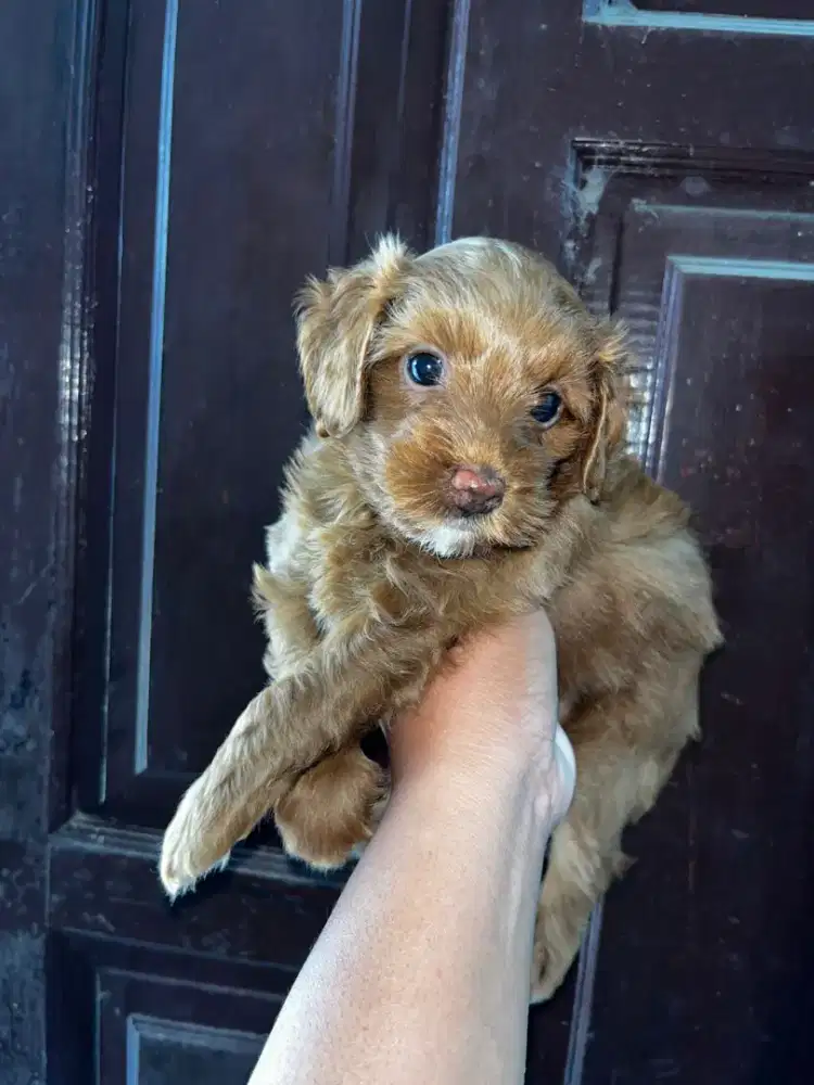 poodle anakan murce non stb