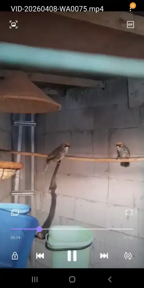 Burung cucak rowo sepasang, sudah bertelir