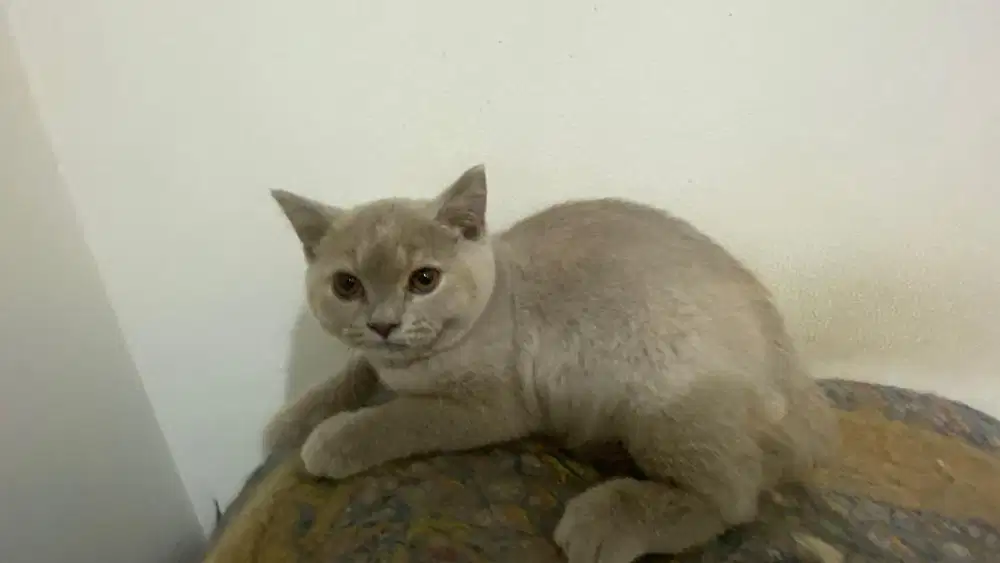 Kitten/Anak Kucing British Short Hair (BSH)