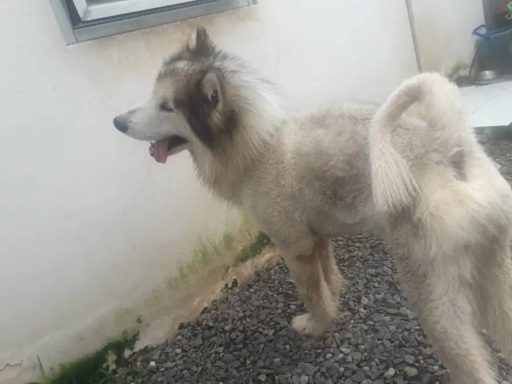 Jual alaskan. Malamute jntan big Bone import