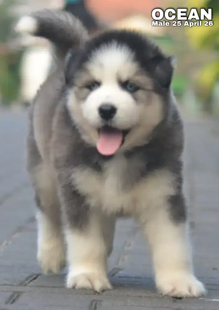 Siberian husky abu jantan •OCEAN•