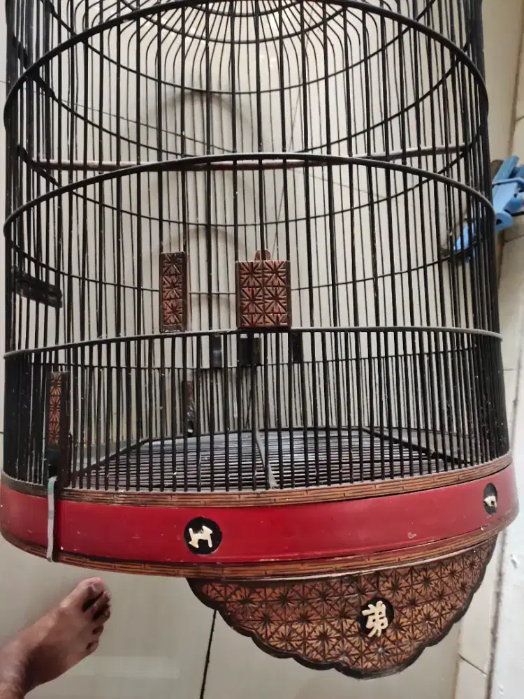 Kandang sangkar burung murai batu Medan nomor satu, bagus