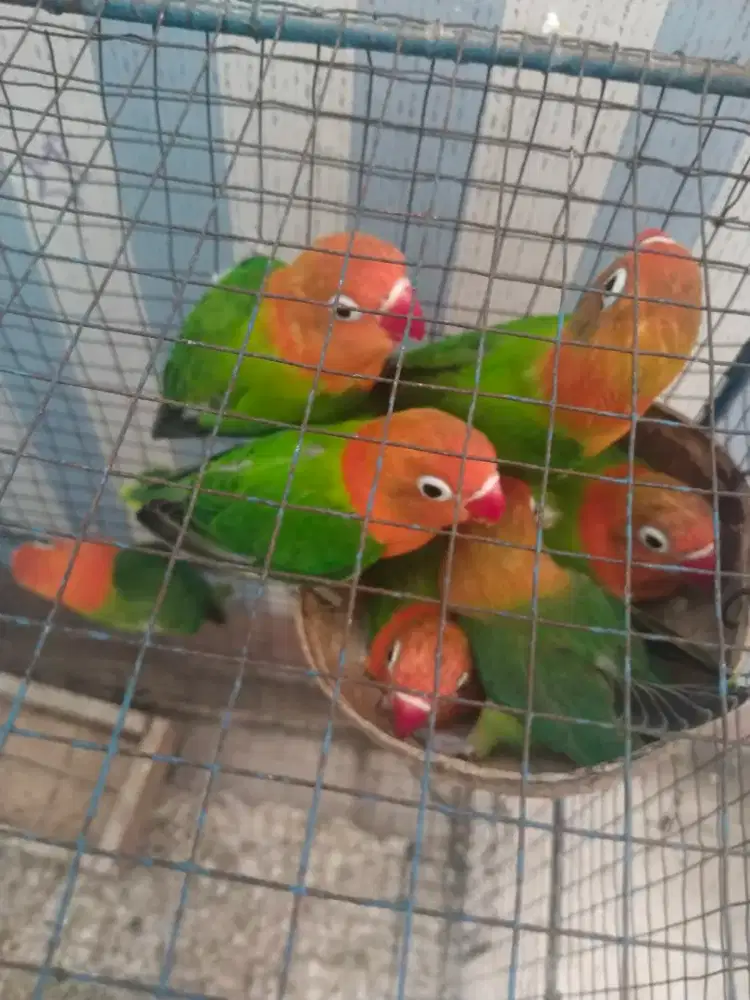 Burung lovebird hasil kebunkuuuu