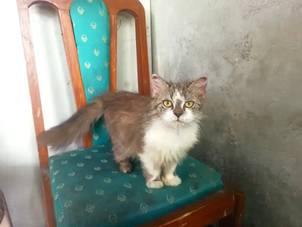 Kitten Persia Asli Lucu Aktif