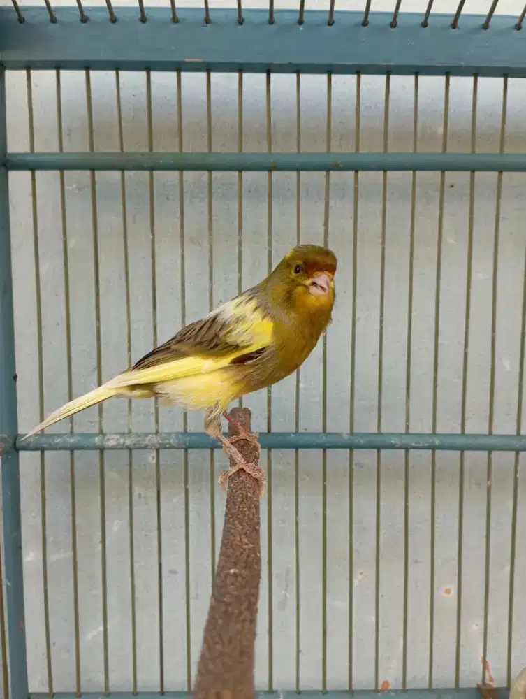 Burung kenari AF gacor Volume kenceng
