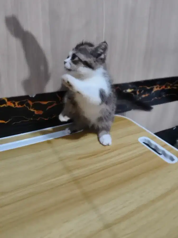 Kucing Munchkin