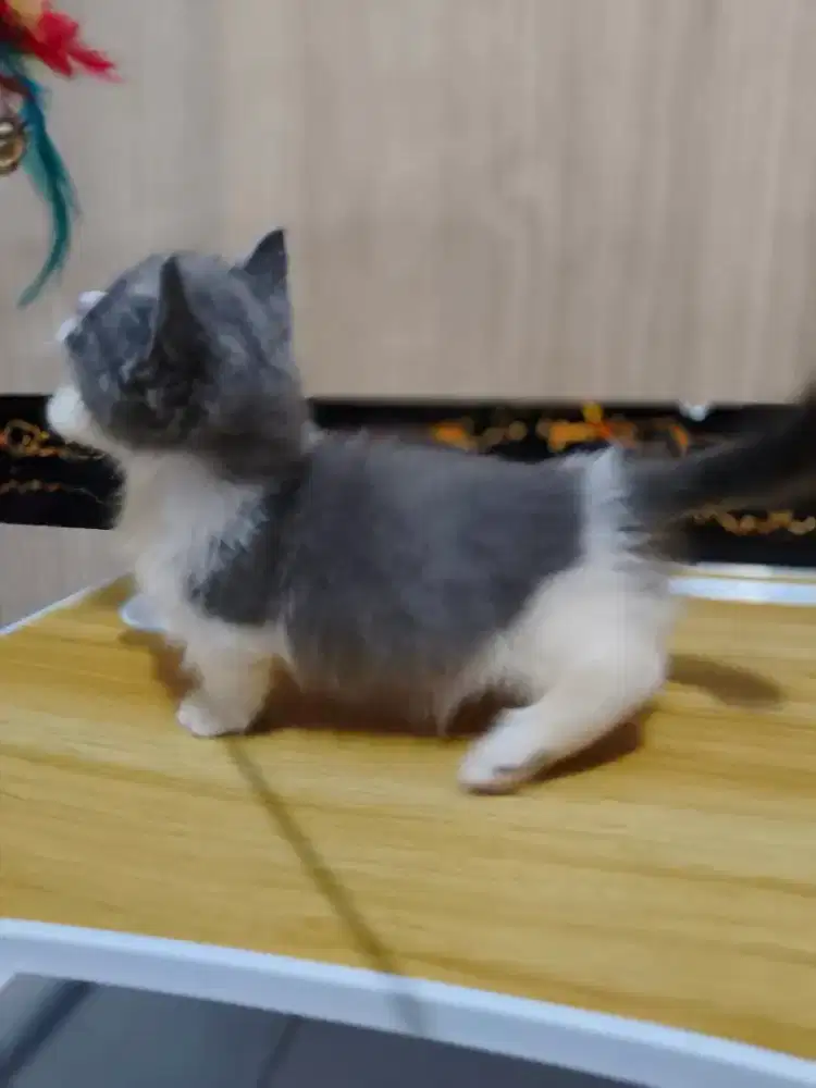 Kucing Munchkin bsh bicolor