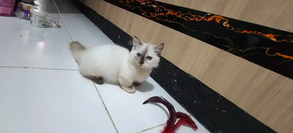 Kucing Munchkin ragdol