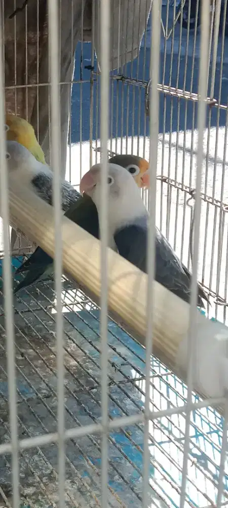 Burung lb biola mowe dan dlll