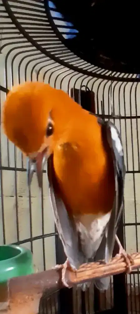 BURUNG ANIS MERAH GACOR KOSLET MANTAN PRESTASI