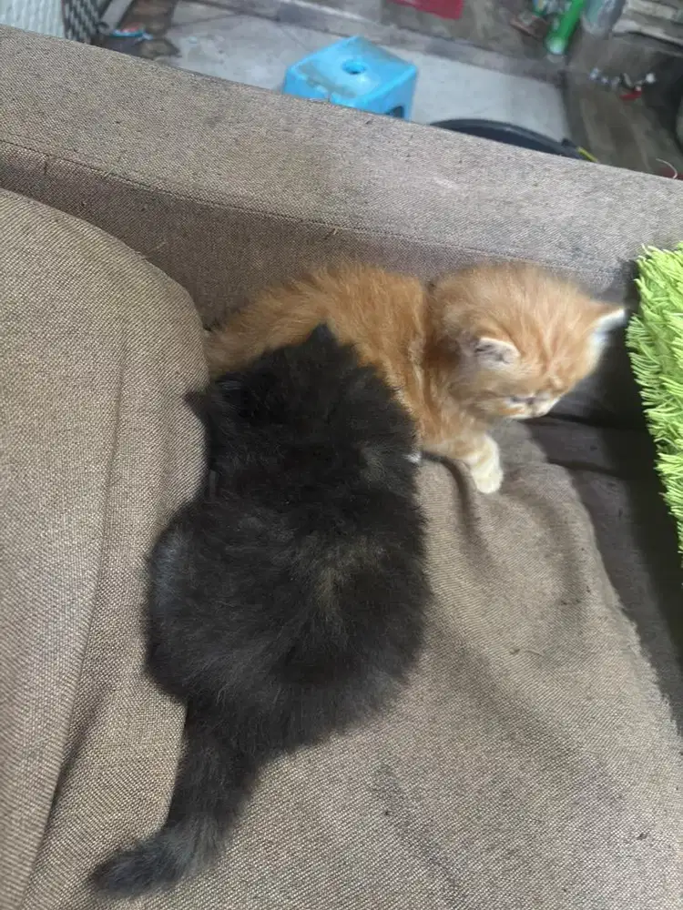 Baby kucing lucu imut