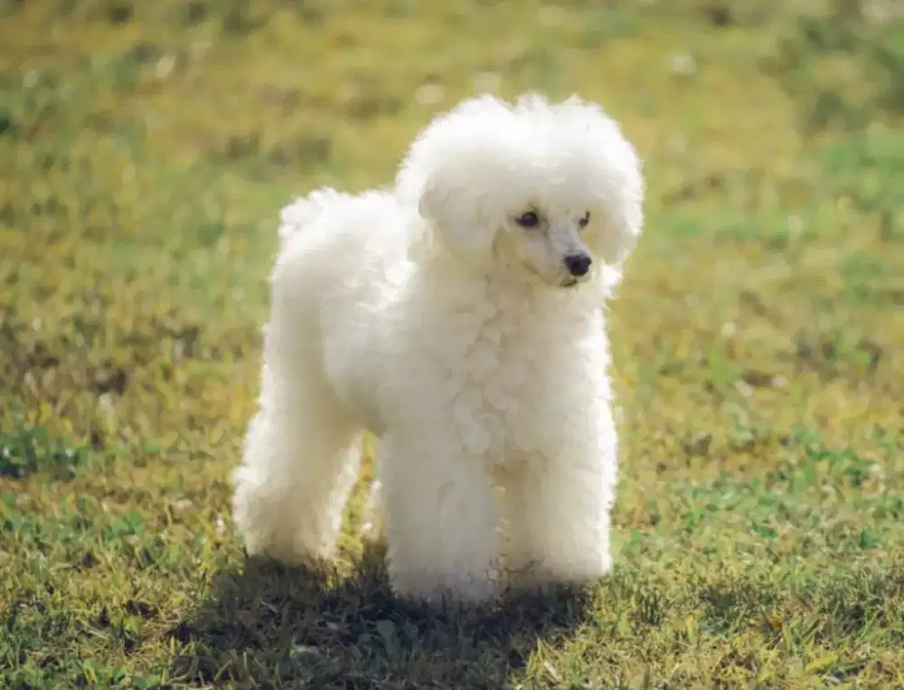 poodle betina white usia 1 tahun 8 bulan non surat