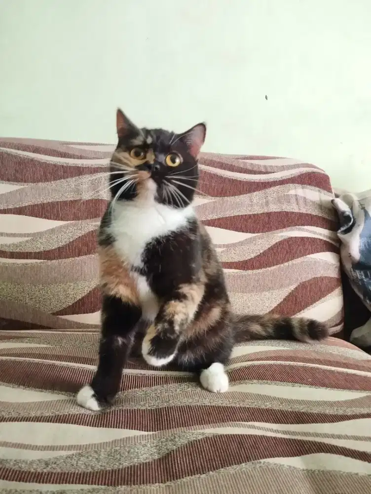 Kucing bsh betina dewasa kondisi hamil