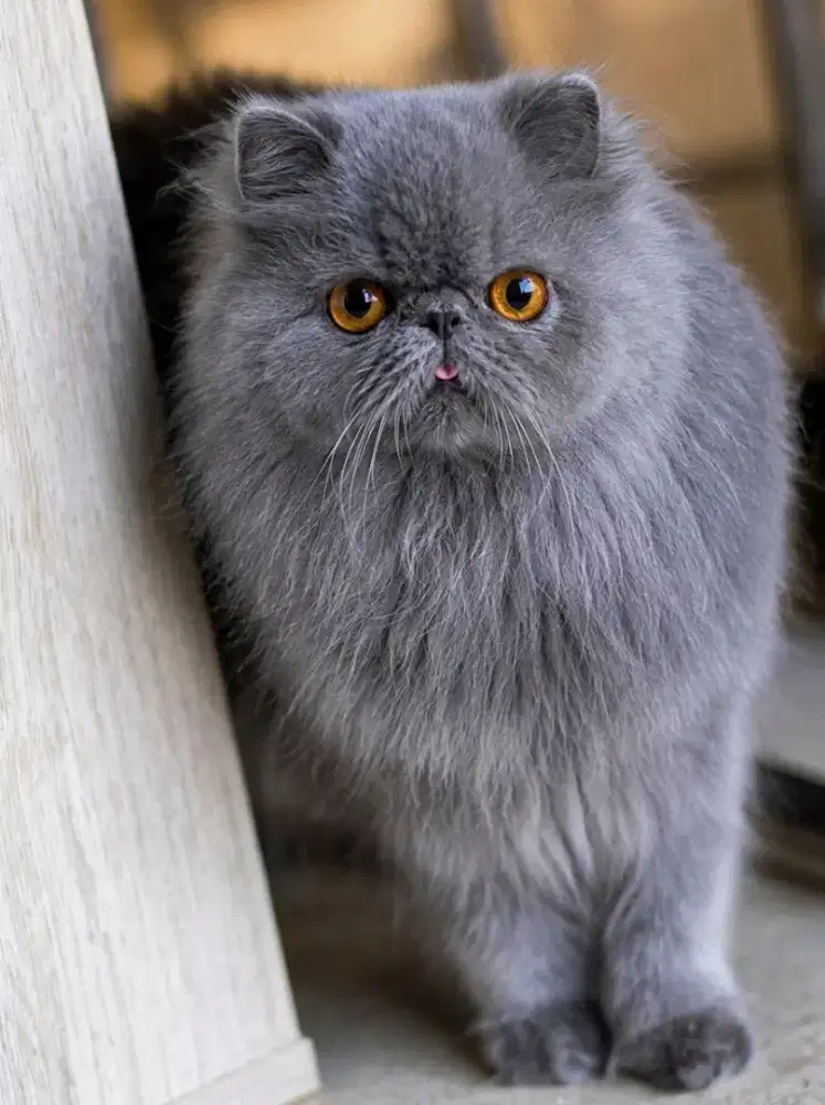Persian Peaknose Blue SOLID, Kucing persia Abu Longhair, Pacak kucing