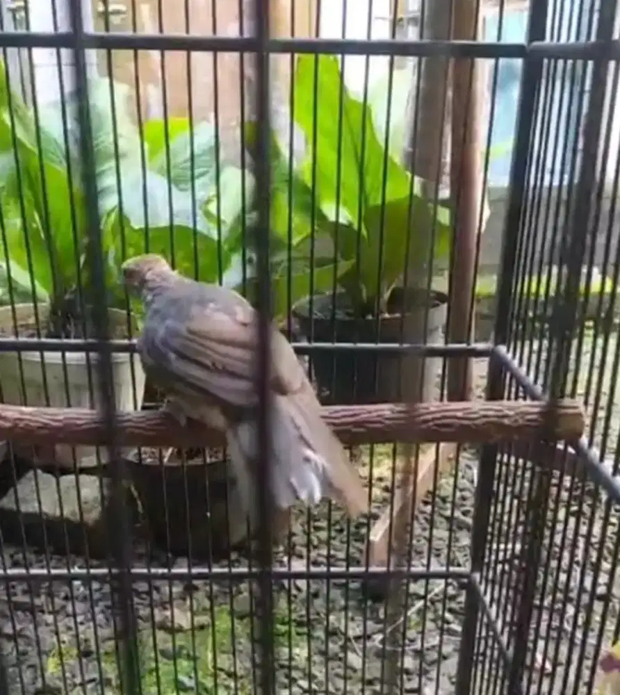cucak rawa anakan blorok