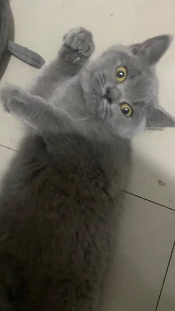 Kitten/Anak Kucing British Short Hair