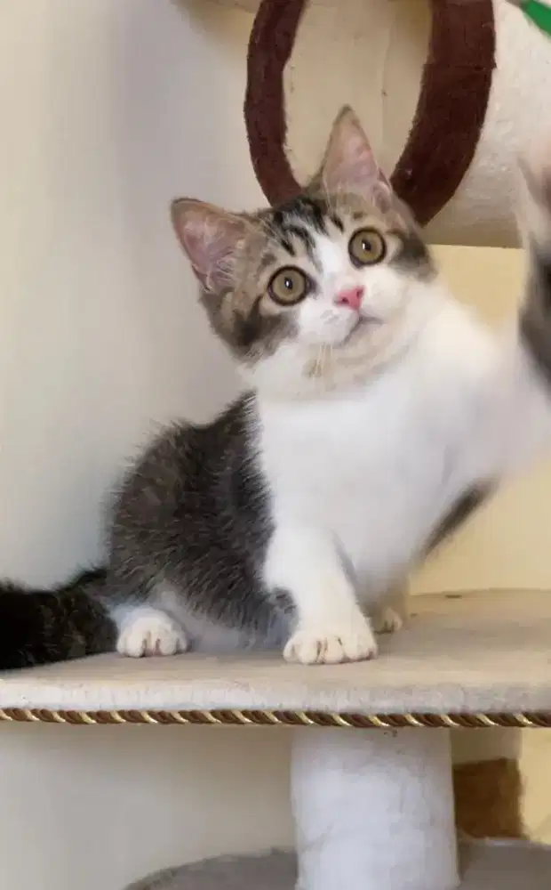 Kucing Scottish straight jantan kitten