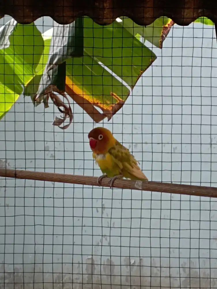 Burung lovebird pasjo mapan