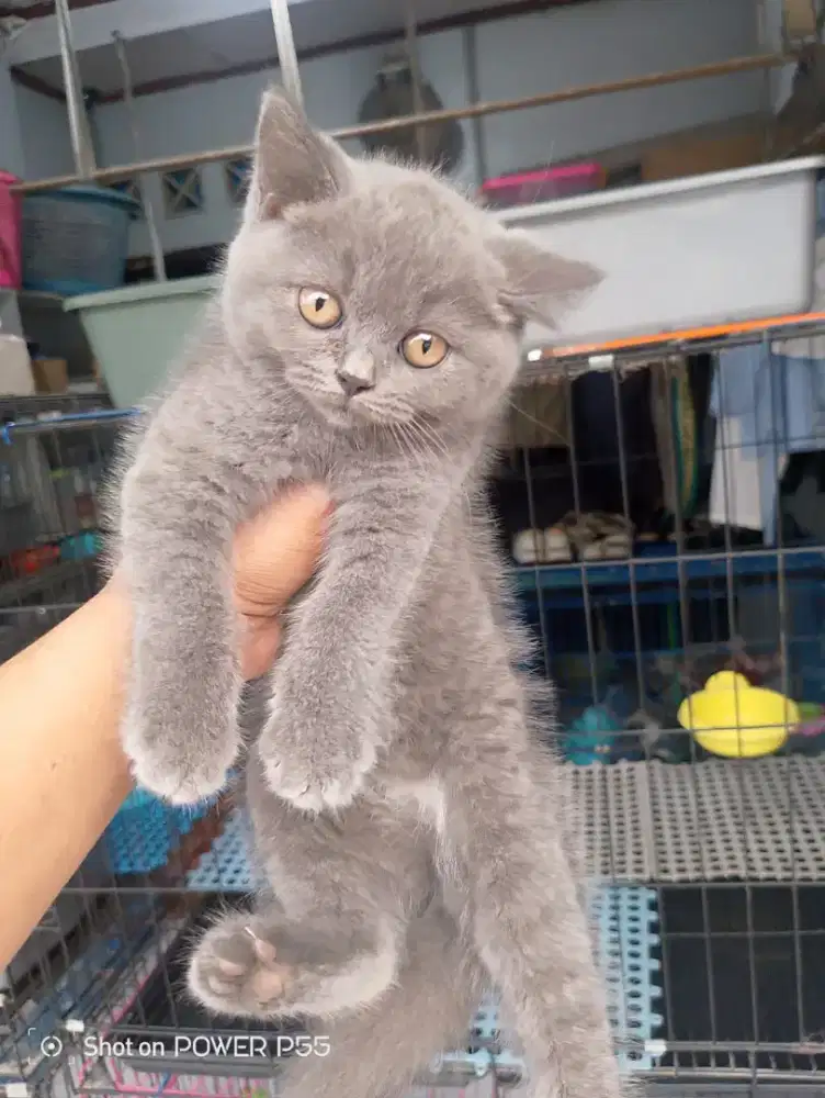 Kucing bsh(british Shorthair)