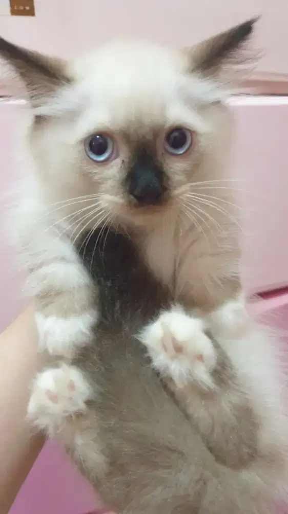 Kucing Munchkin atau cebol(baca deskripsi)
