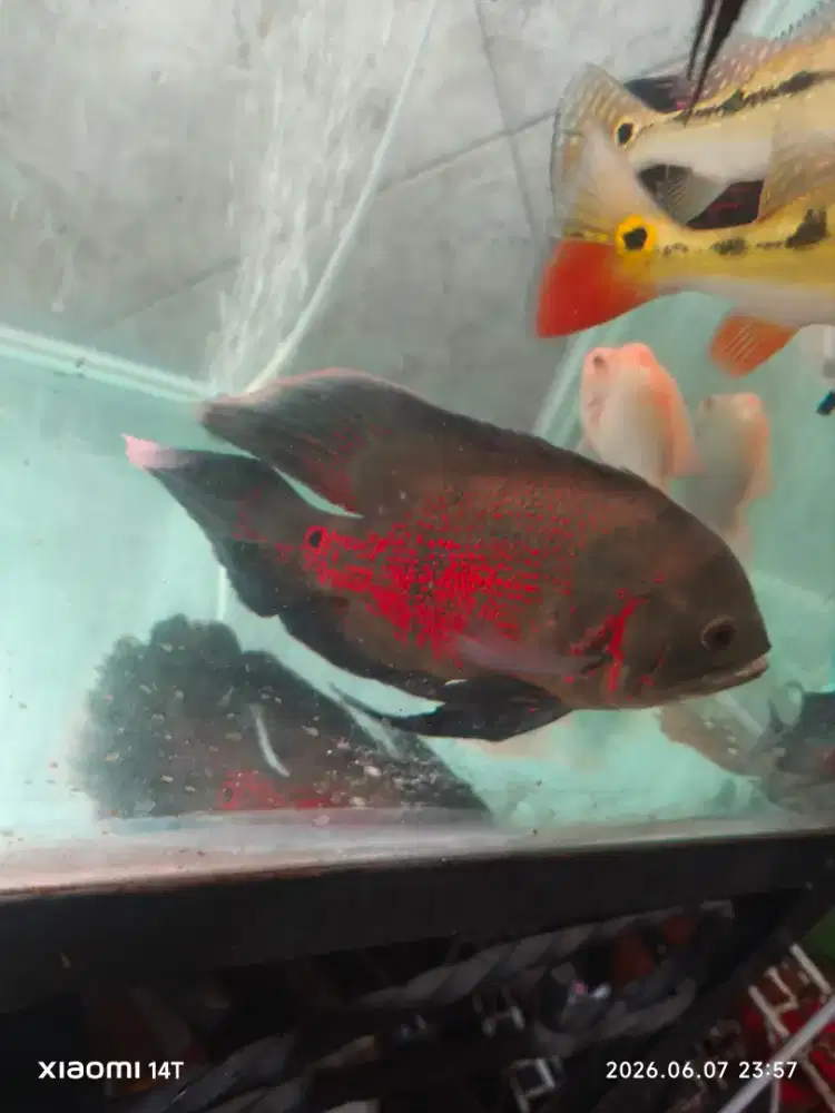 Ikan Oscar batik slayer UK 6 jari full pelet