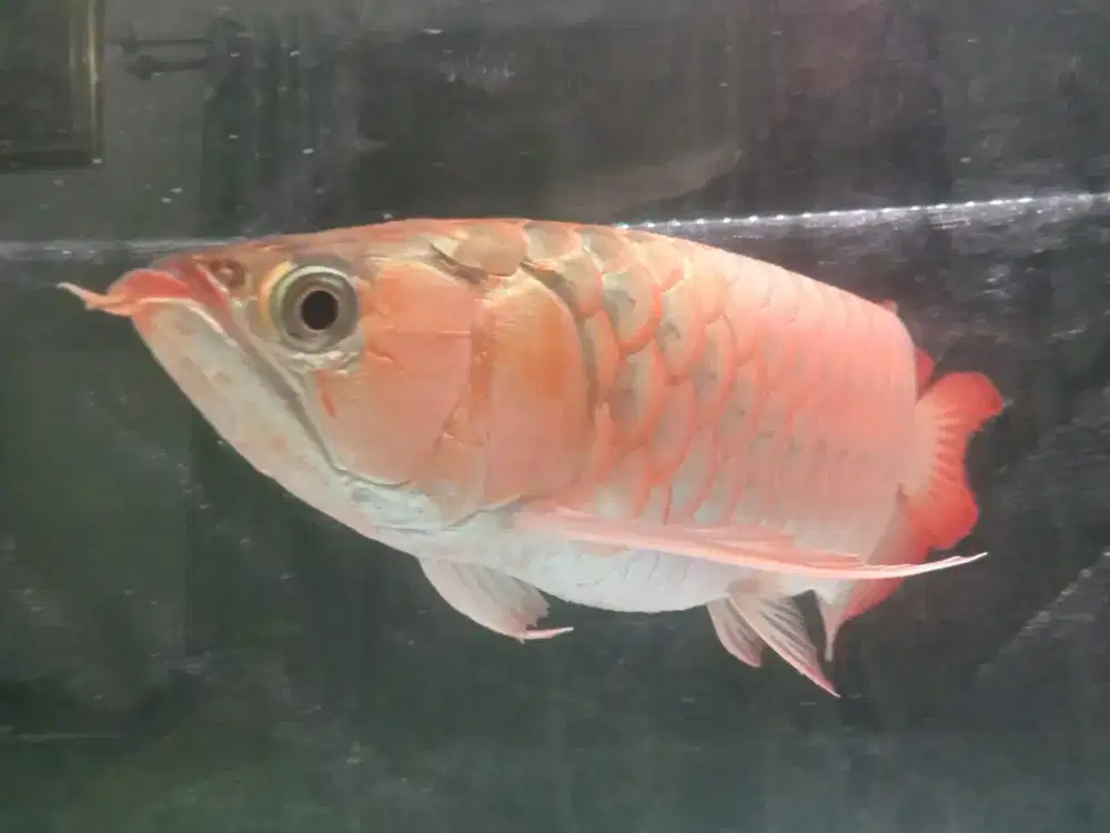 Arwana super red kurleb 55cm itiaw lung ( ITL )