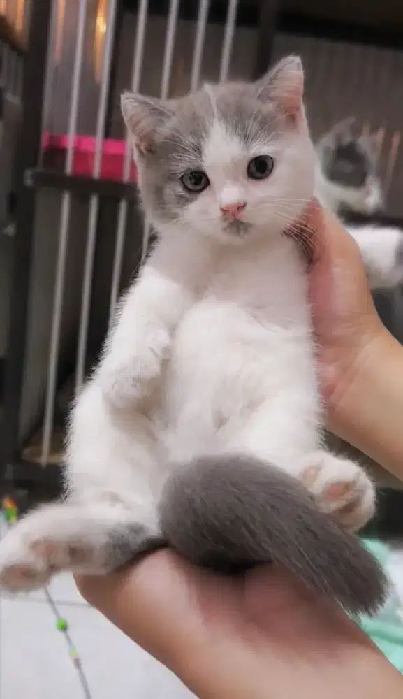 Kucing kitten british shorthair betina