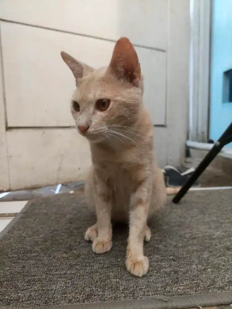 Jual kucing warna bule keturunan persia