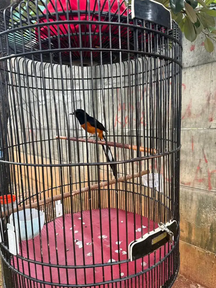 Murai Batu gacor