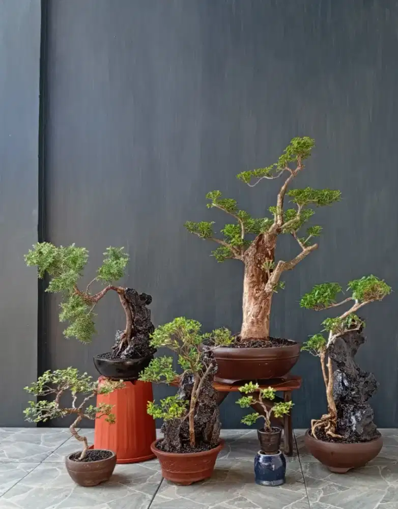 Jual paketan murah bonsai hias