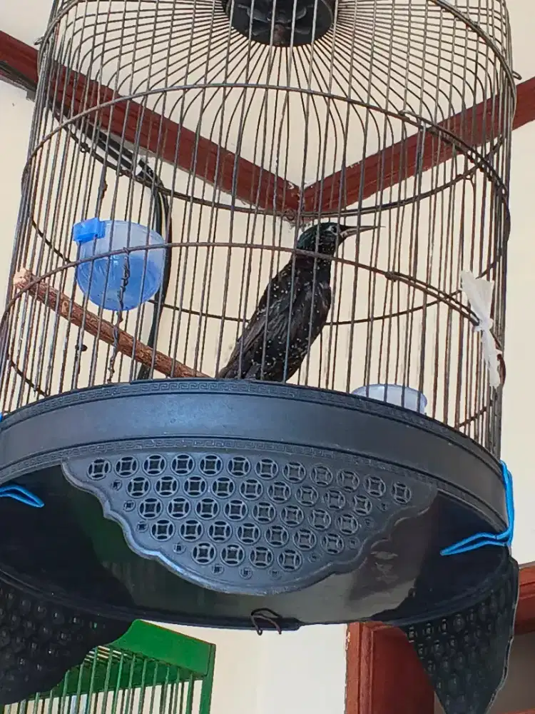 Burung jalak eropa jual