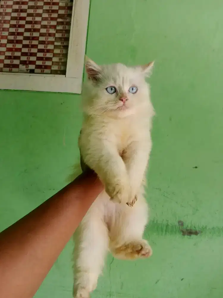 Kitten Himalaya redpoint