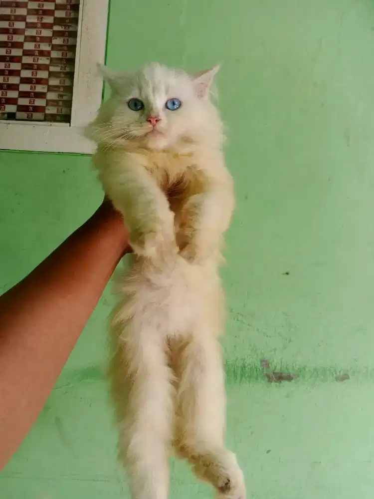 Kitten Himalaya redpoint