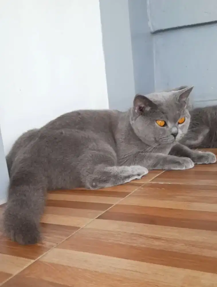 Pacak British shorthair