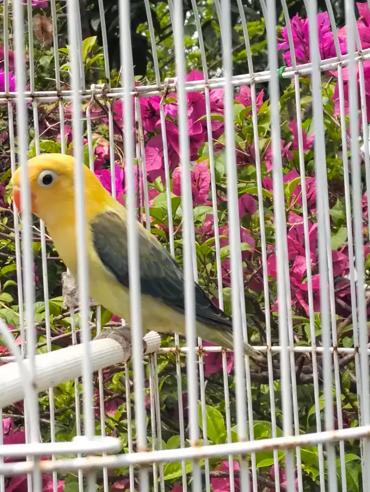 Lovebird paud PBE