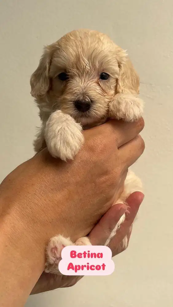 Jual Poodle Betina & Jantan