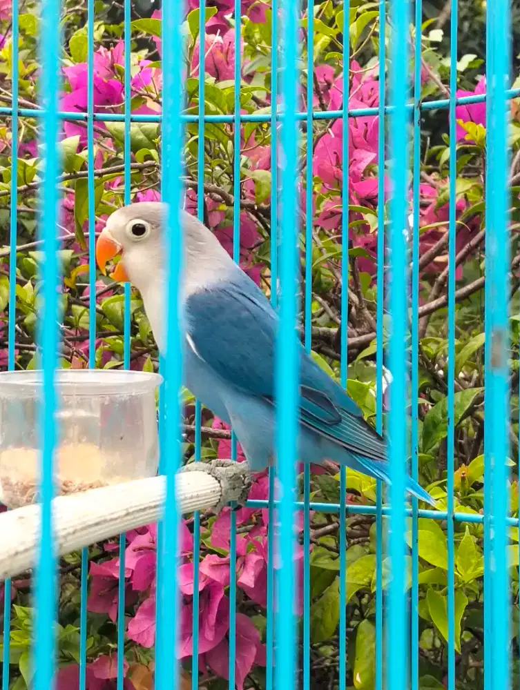 Lovebird paud Vio