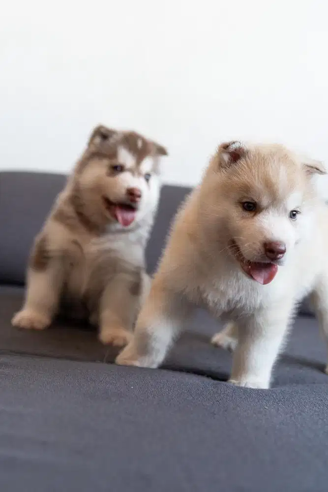 Siberian Husky Pure Breed