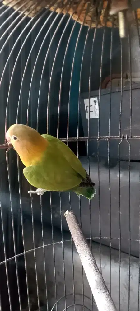 PAUD jalu rajin
