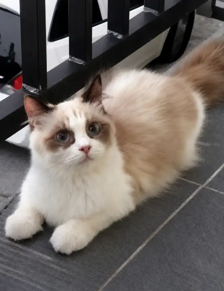 Ragdoll betina proven anak 6