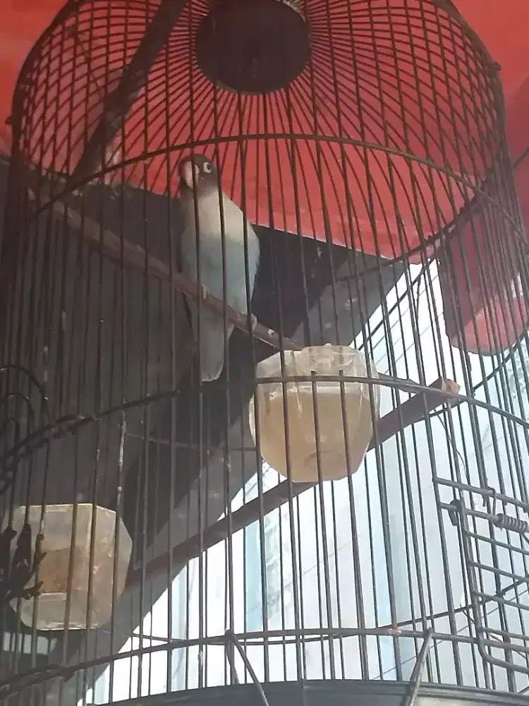 Lovebird dewasa ngekek mulus