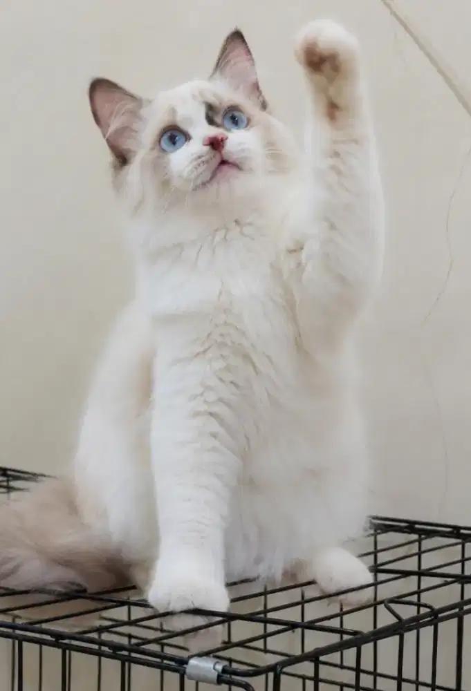 Ragdoll betina 5 bulan