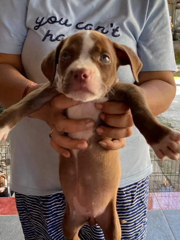 Puppy pitbull big bone